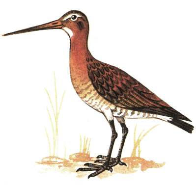 173.   - Limosa limosa
