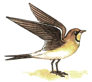 175.   - Glareola nordmanni