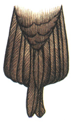 177.   - Stercorarius pomarinus