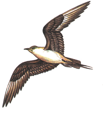 178.   - Stercorarius parasiticus