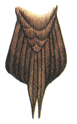 178.   - Stercorarius parasiticus