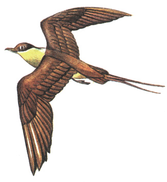 179.   - Stercorarius longicaudus