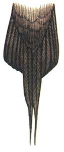 179.   - Stercorarius longicaudus