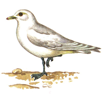 180.   - Pagophila eburnea