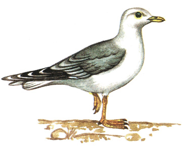 181.   - Larus canus