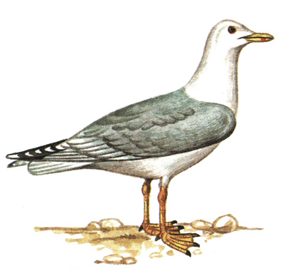 182.   - Larus argentatus