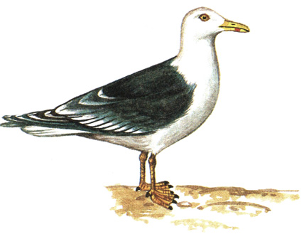 183.  - Larus fuscus