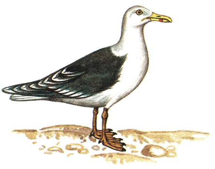 184.   - Larus marinus
