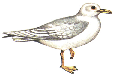 185.  - Larus hyperboreus
