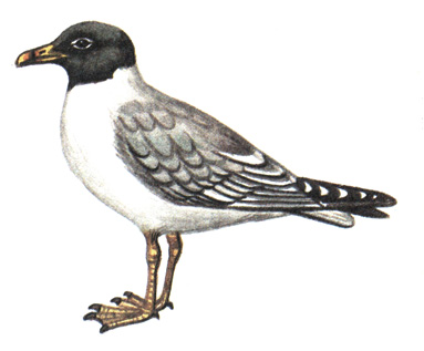 186.   - Larus ichthyaetus