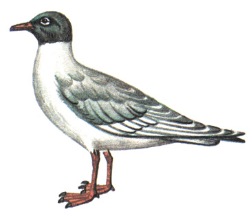 188.   - Larus melanocephalus