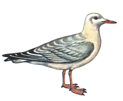 189.   - Larus genei