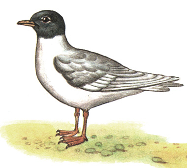190.   - Larus minutus