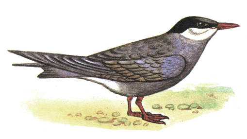 193.   - Chlidonias hybrida
