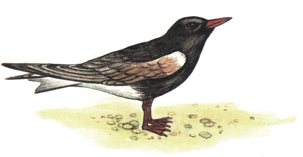 194.   - Chlidonias leucoptera