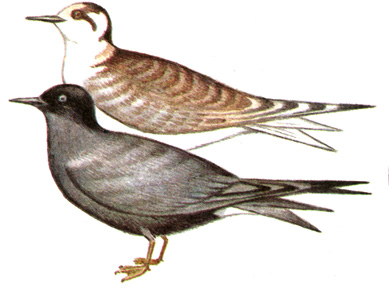 195.   - Chlidonias nigra