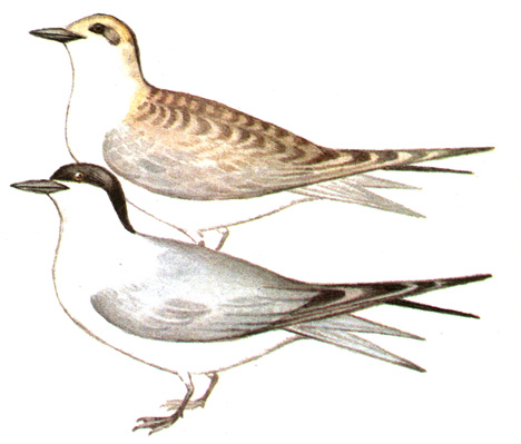 196.   - Gelochelidon nilotica