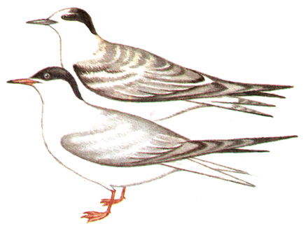 197.   - Sterna hirundo