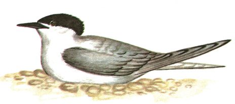 200.   - Thaolasseus sandvicensis