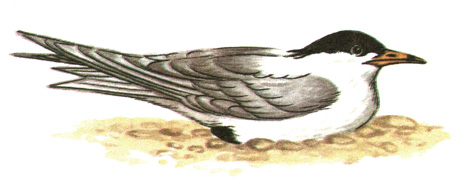 201.  - Hydroprogne caspia