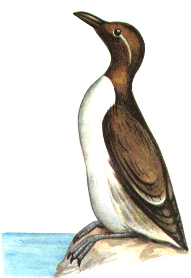 204.   - Uria aalge