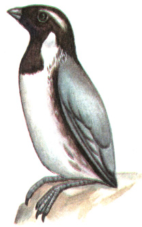 206.  - Synthliboramphus antiquus
