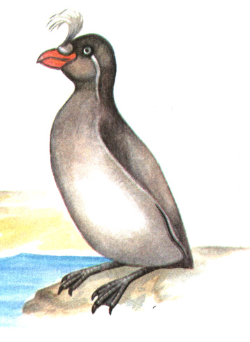 208.   - Aethia cristatella