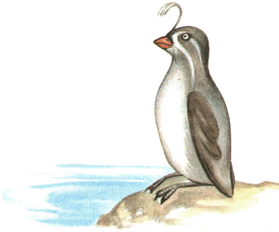 209.   - Aethia pygmaea