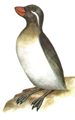 210.  - Cyclorhynchus psittacula