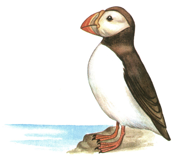 212.  - Fratercula arctica