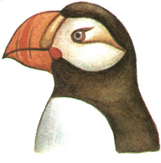 213.  - Fratercula corniculata
