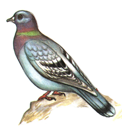 215.   - Columba livia