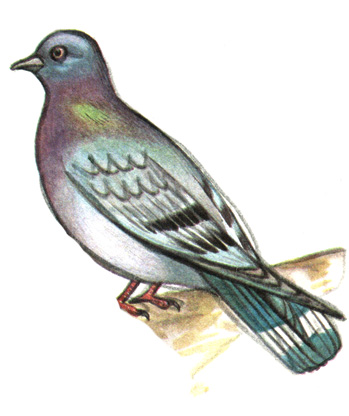 216.   - Columba rupestris