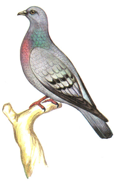 217.  - Columba oenas