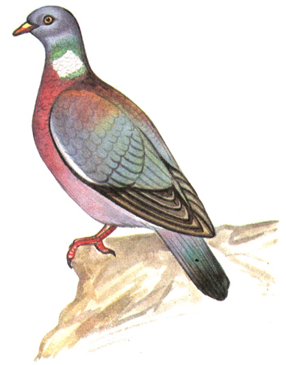 218.  - Columba palumbus