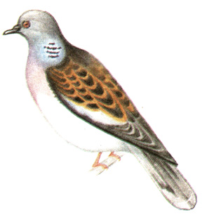 219.  - Streptopelia turtur