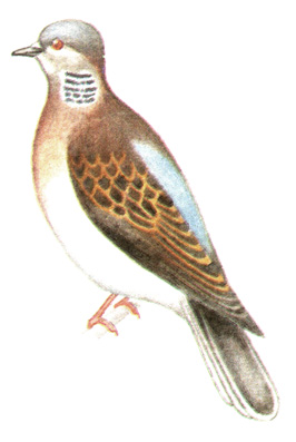 220.   - Streptopelia orientalis