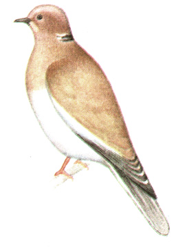 221.   - Streptopelia decaocto