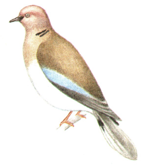 222.   - Streptopelia senegalensis