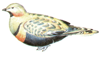 223.   - Pterocles orientalis
