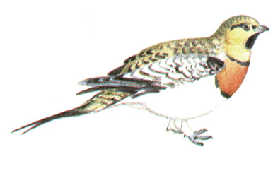 224.   - Pterocles alchata