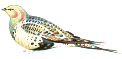 225.  - Syrrhaptes paradoxus