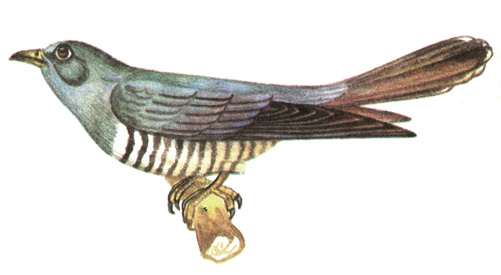 228.   - Cuculus saturatus