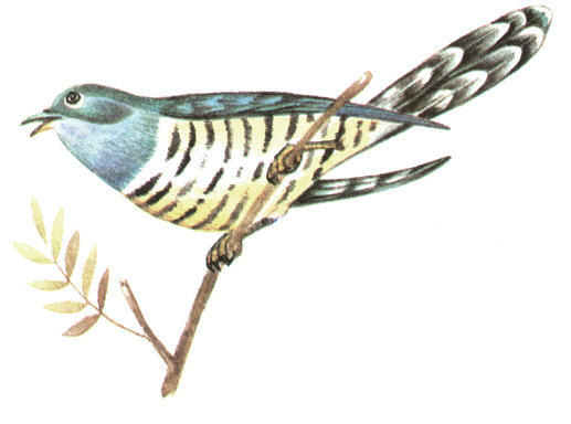 229.   - Cuculus micropterus