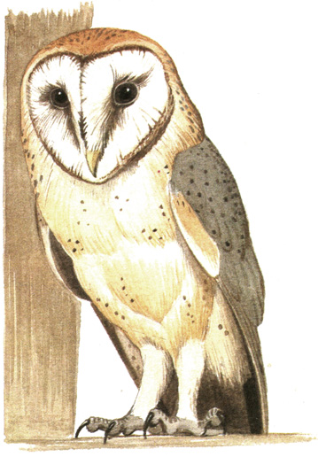 230.  - Tyto alba