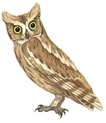 231.  - Otus scops