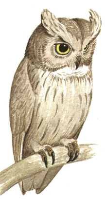 232.   - Otus brucei