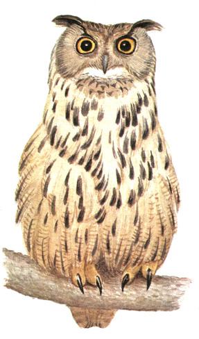 233.  - Bubo bubo