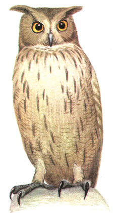 234.   - Ketupa blakistoni