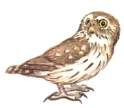 237.   - Glaucidium passerinum